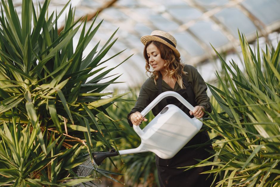 A woman in a greenhouse watering lush green plants with a white watering can.