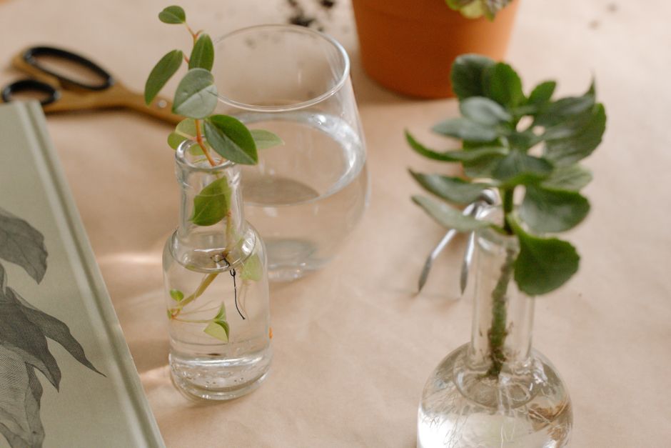Natural still life with plant cuttings in glass bottles on a table. Perfect for gardening and lifestyle themes.