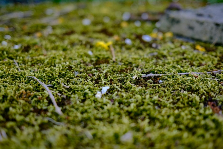 Detailed close-up photo of vivid green moss covering the ground in a natural setting.