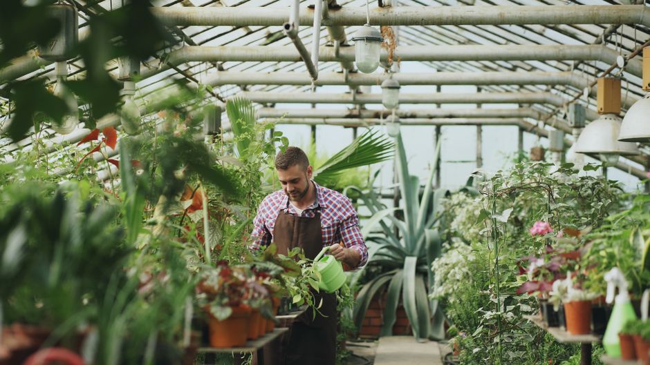 Man tending to lush green plants in a vibrant greenhouse.